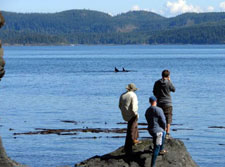 Canada-British Columbia-Orca Camp - Johnstone Strait